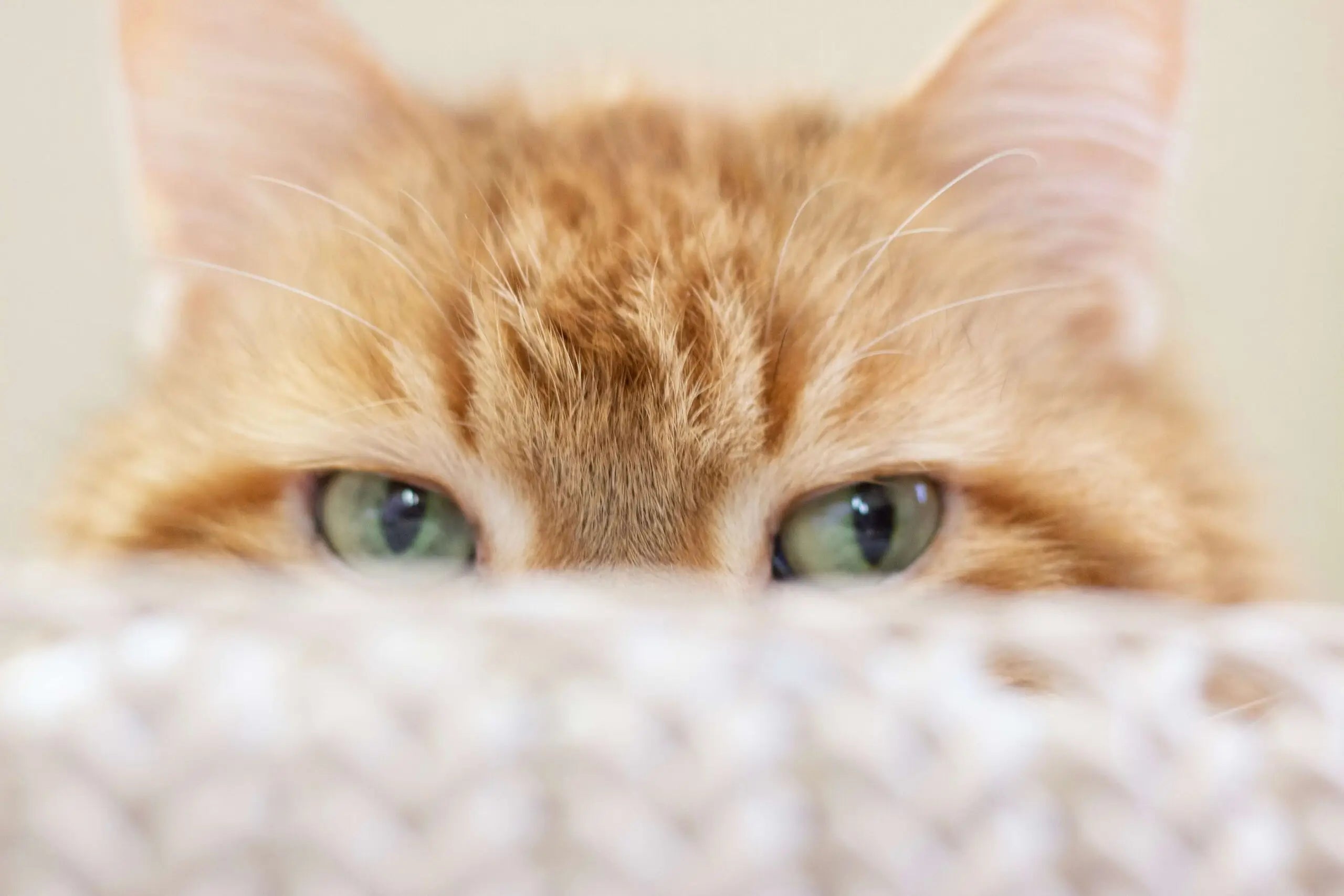 Can You Vacuum Cat Litter: 4 Cleaning Tips For Cat Owners
